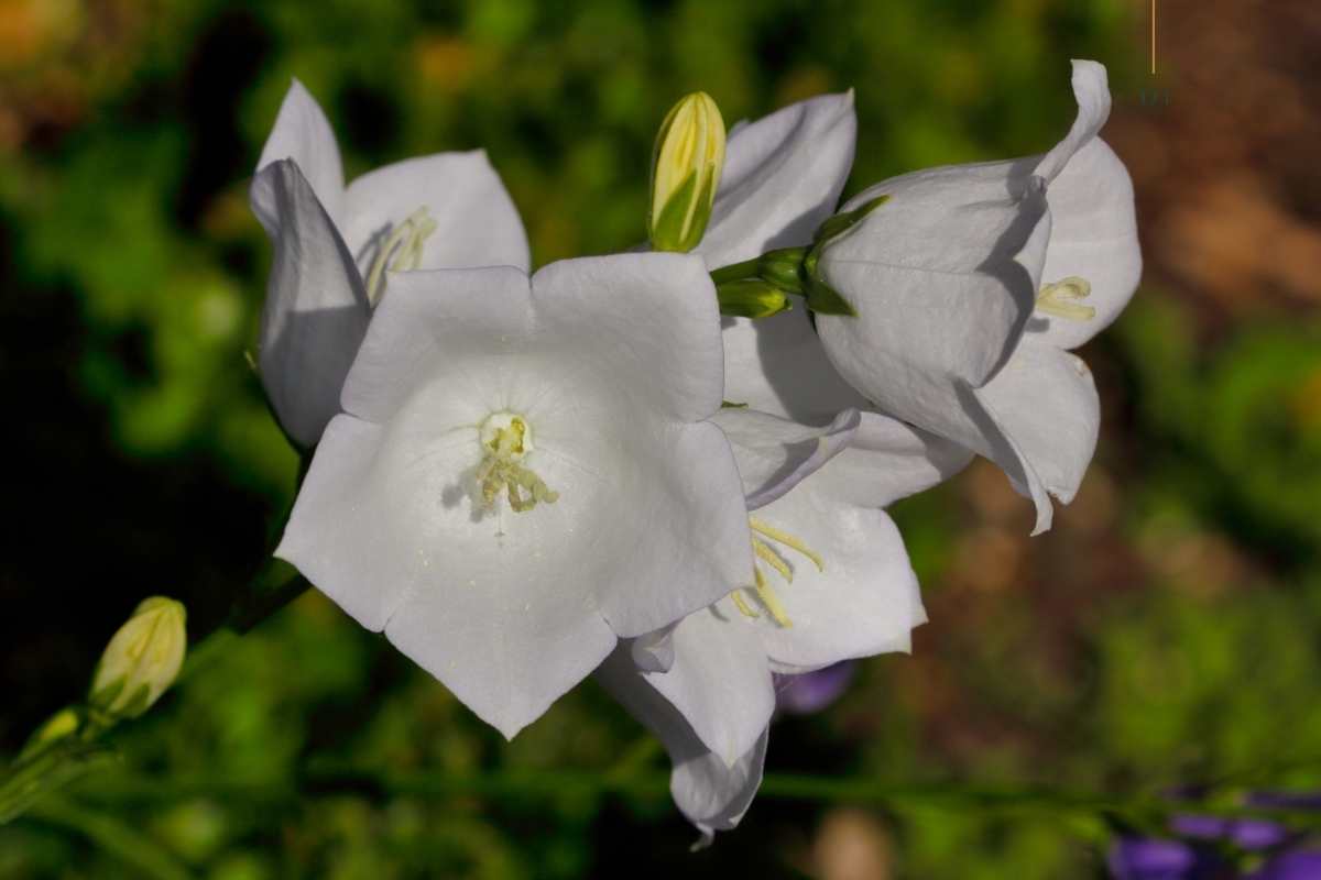 witte klokjesbloemen