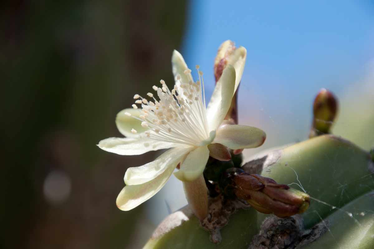 myrtillocactus bloem